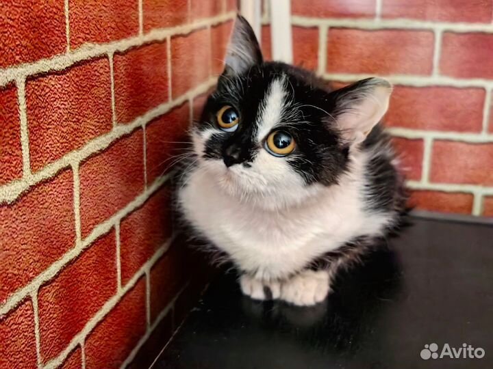 Котёнок девочка 2.5 месяца