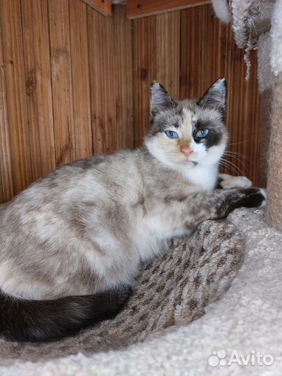 Кошка 2года