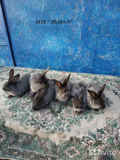 Кролики уличного содержания