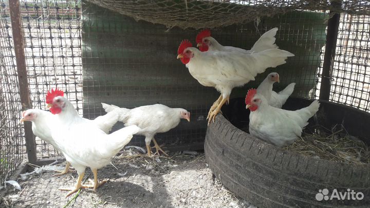 Петушки леггорн