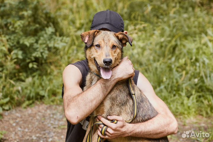 Отличный пес ищет дом