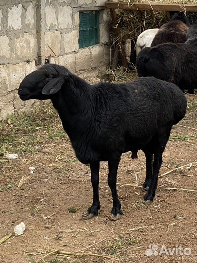 Бараны эдельбаевские