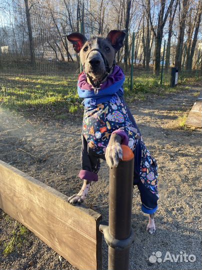 Стильная одежда для собак по вашим меркам