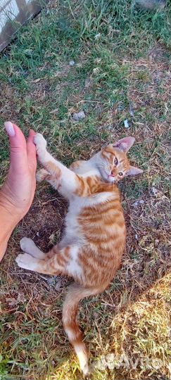 Котята в дар
