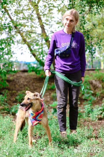 Собаке не место в новой жизни