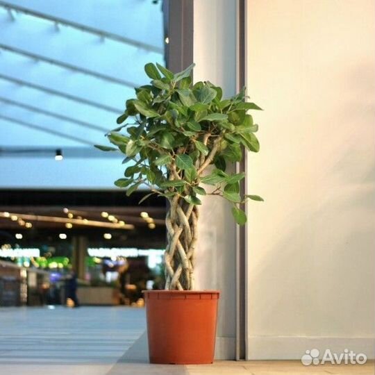 Фикус бенгальский на переплетенном стволе