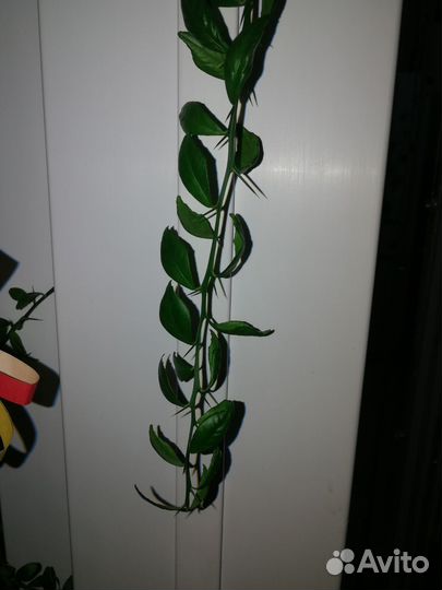 Комнатное растение. Микроцитрус австралазика