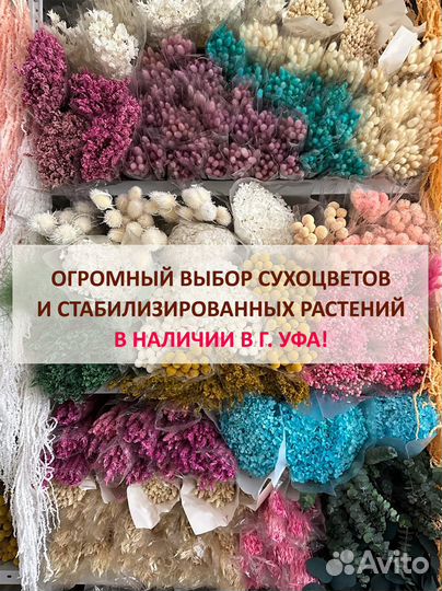 Пампасная трава Кортадерия