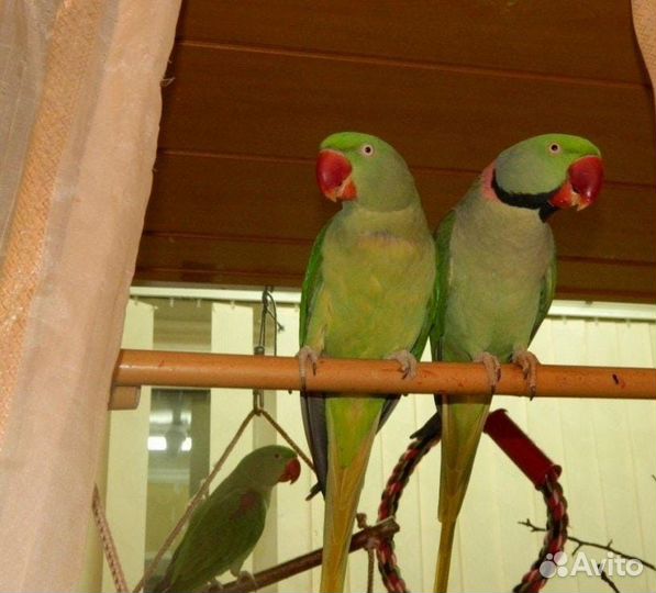 Александрийский попугай