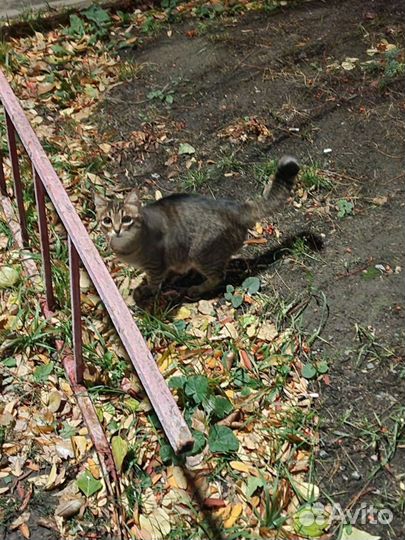 Кошка