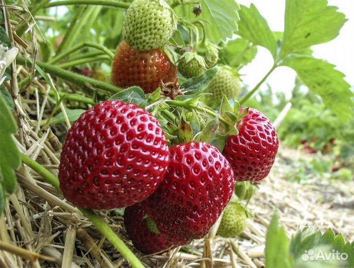 Рассада клубники зенга зенгана