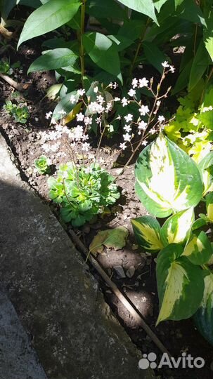 Многолетники садовые