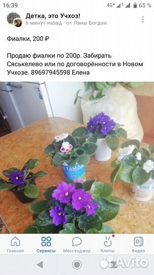 Комнатные цветы фиалки