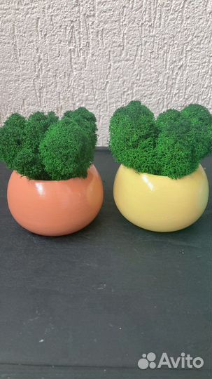 Кашпо со мхом