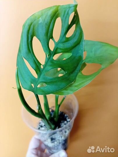 Монстера фридрихшталя