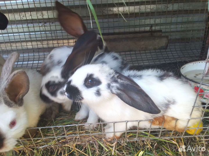 Немецкий строкач