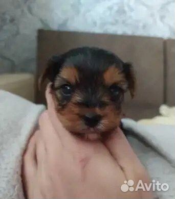 Щенки йорка мини