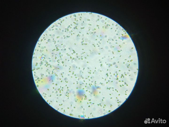 Тетраселмис (Tetraselmis)