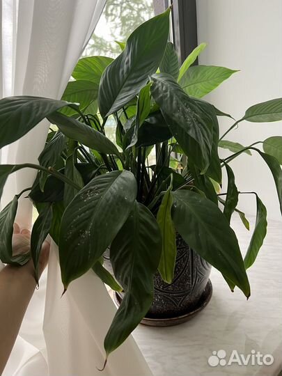 Спатифиллум