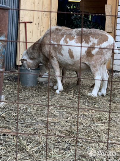 Овцы бараны катумские