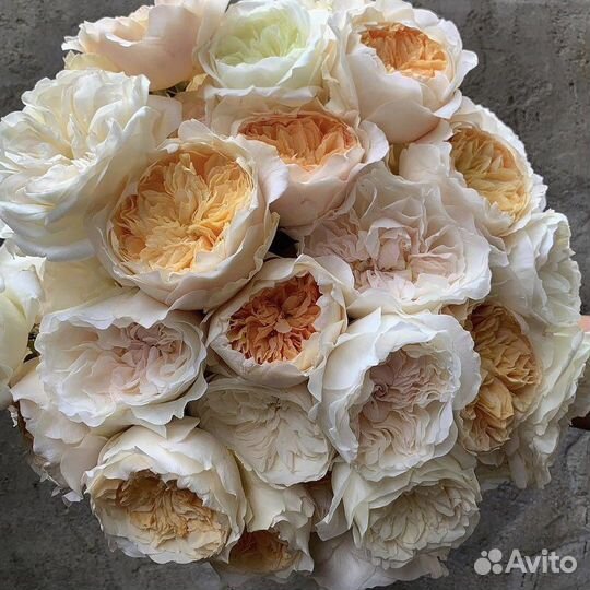 Розы саженцы