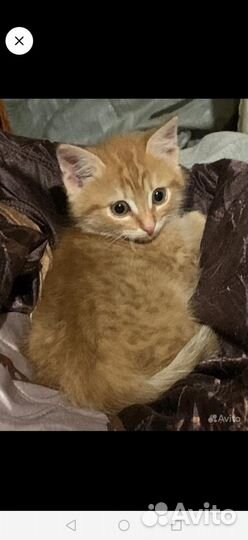 Котята в добрые руки