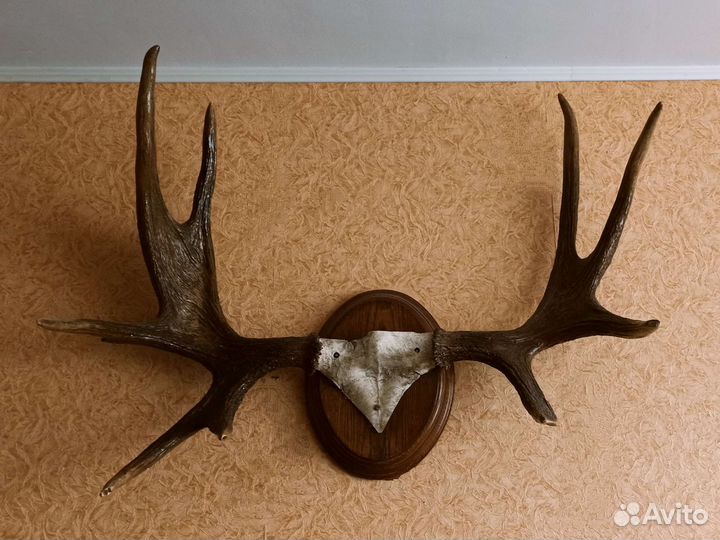 Продам рога лося на медальоне