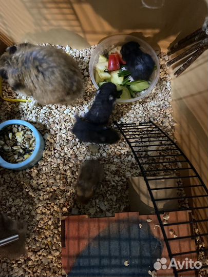 Сирийский хомяк малыш