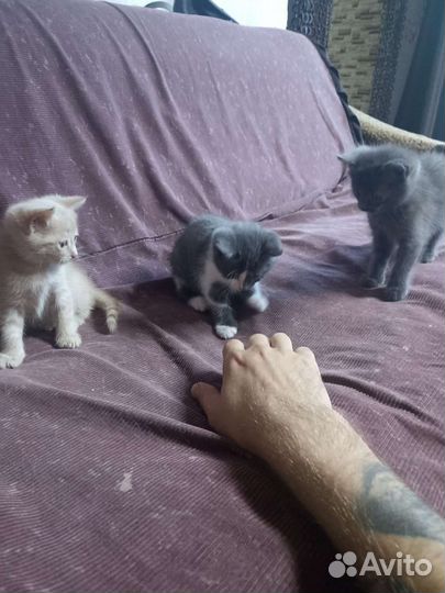 Котята в добрые руки