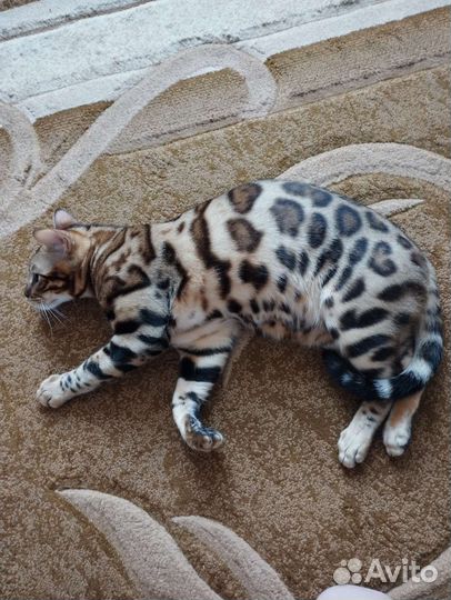 Кот бенгал, вязка