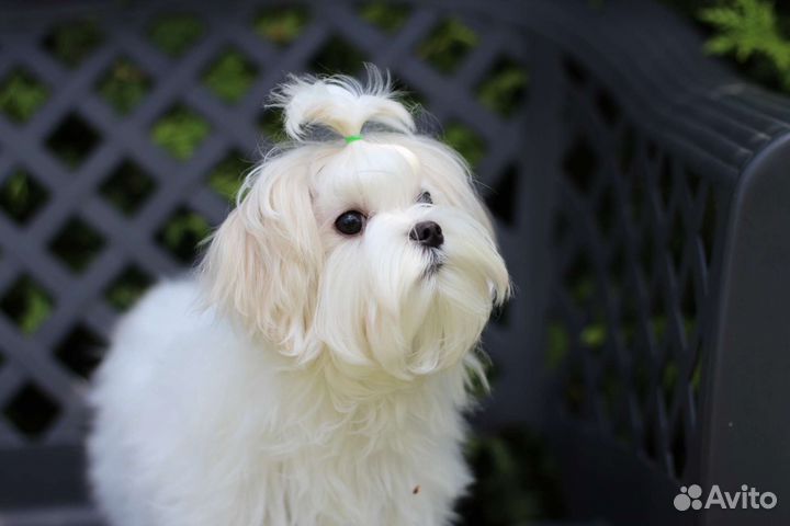 Собаки щенки