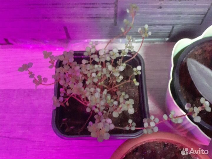 Комнатные цветы