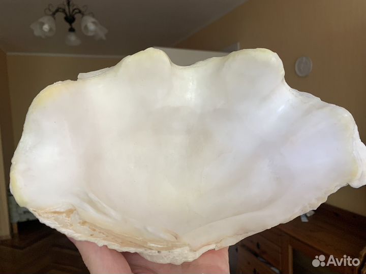 Роскошная раковина ракушка