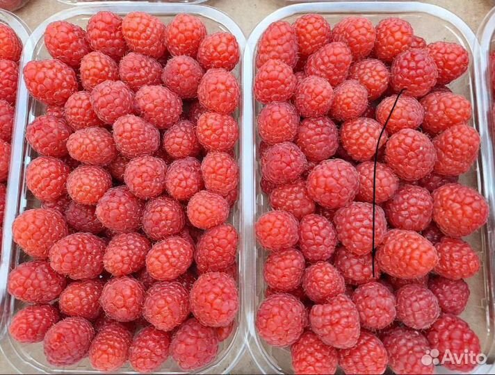 Малина (полька)