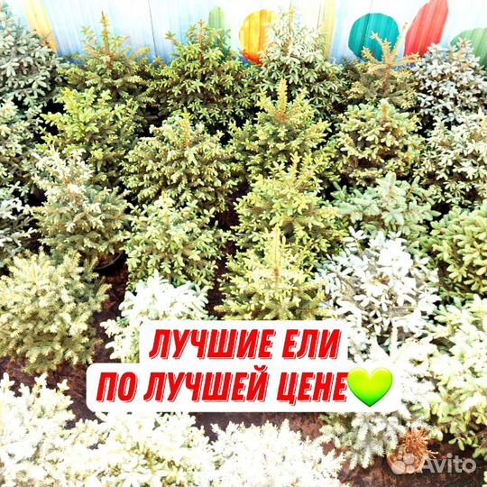 Ели елочка елка