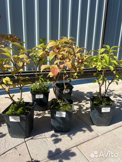 Калина боднатенская Dawn