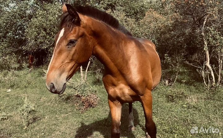 Кобылы, жеребцы