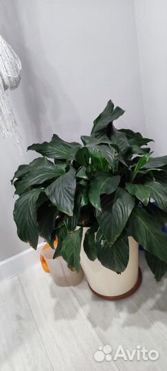 Женское счастье