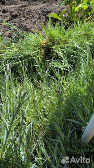 Гвоздика многолетняя