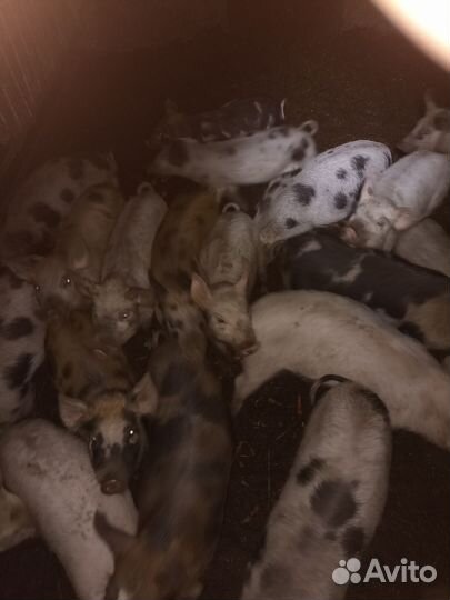 Продам поросят