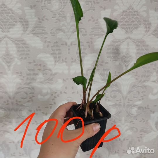 Растения