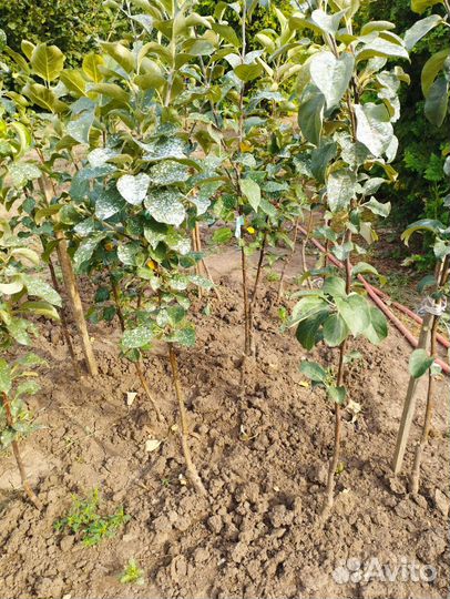 Саженцы клубники и плодовых