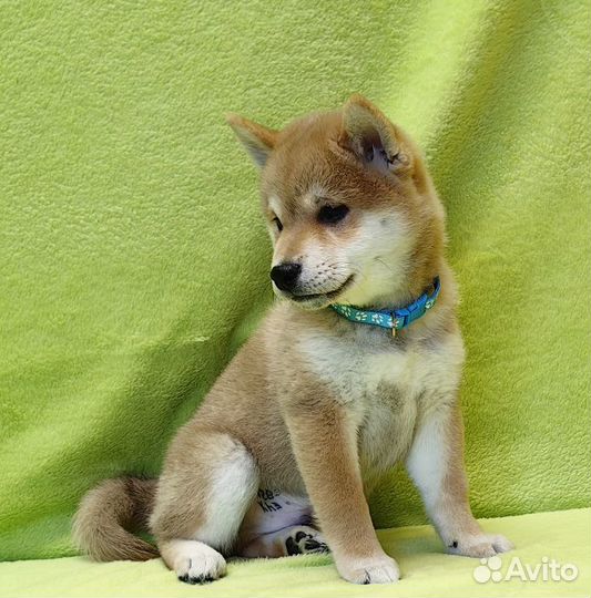 Сиба ину - щенки