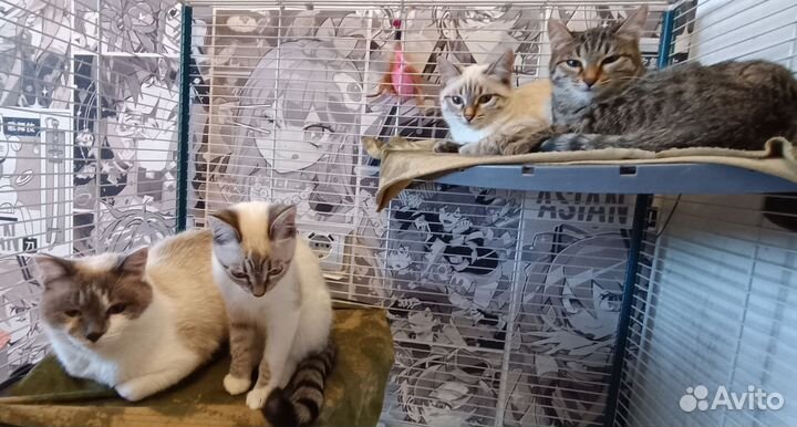 Котята в добрые руки бесплатно