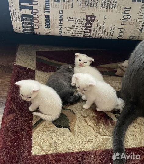 Шотландская вислоухая кошка