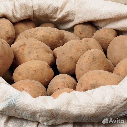 Картошка продажа