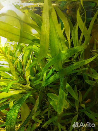 Аквариумное растение