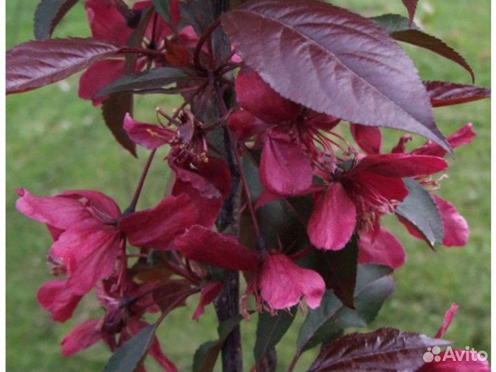 Яблоня Байя мариса.Роялти.Ред Лав