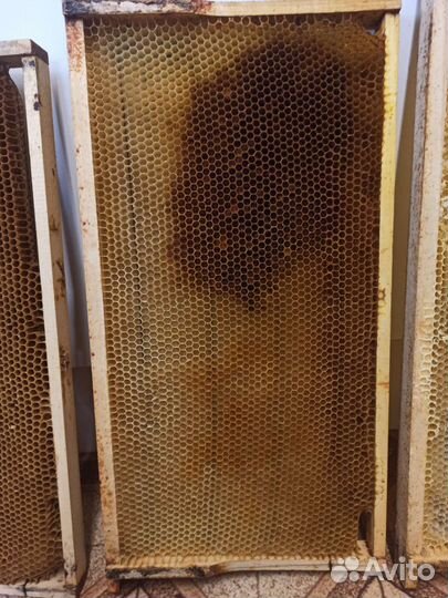 Сушь Рут Соторамки