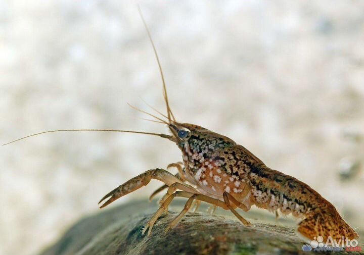 Мраморные раки